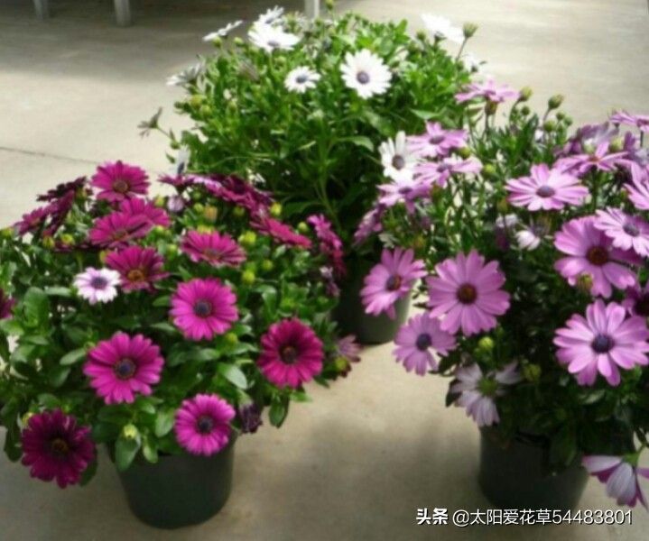 南非万寿菊的种植方法
