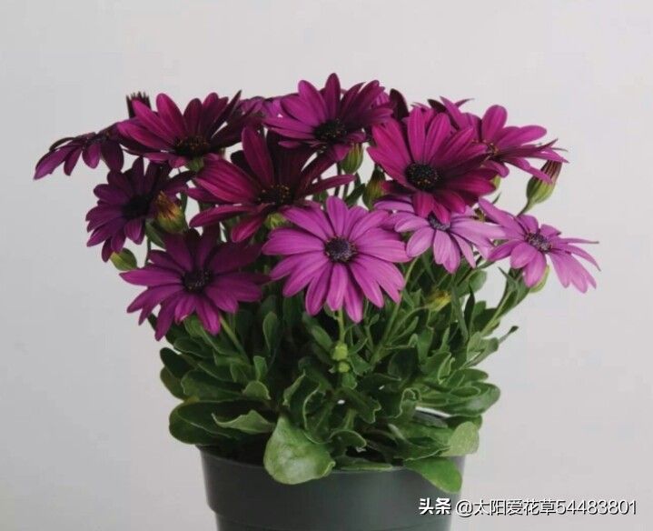南非万寿菊的种植方法