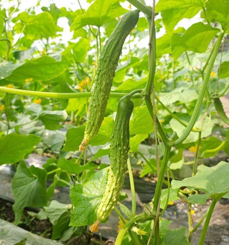 大棚黄瓜种植技术视频