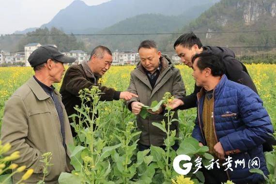 油菜种植方法