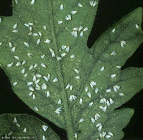 盆栽枸杞种植方法