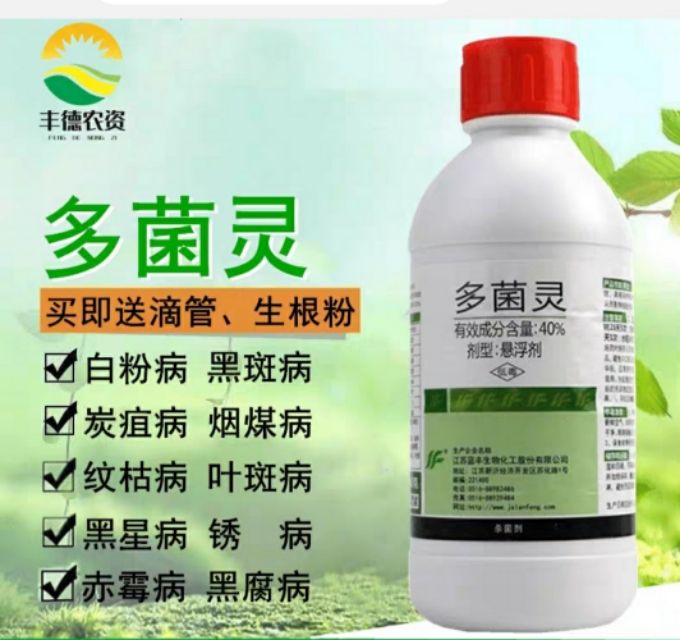盆栽枸杞种植方法