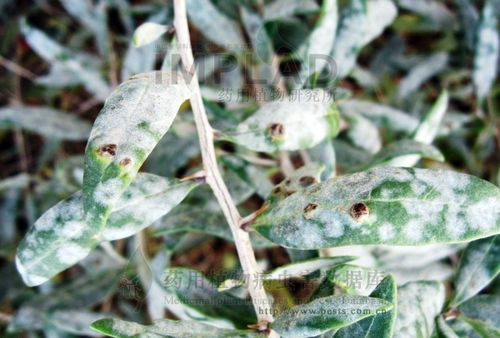 盆栽枸杞种植方法