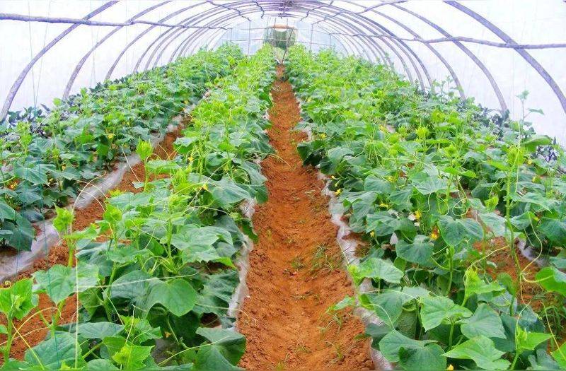 小满过后菜园别空着！7种耐热菜，种一次收一夏天