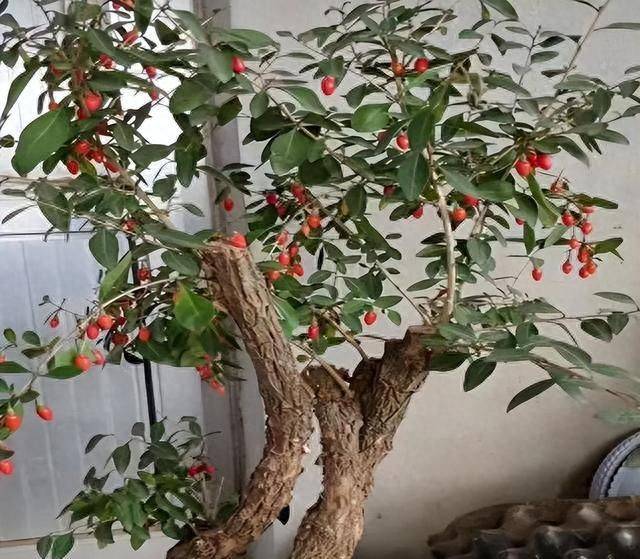 盆栽枸杞种植方法