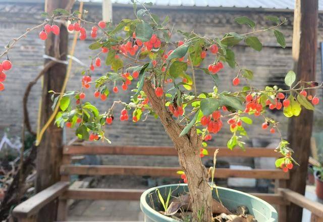 盆栽枸杞种植方法