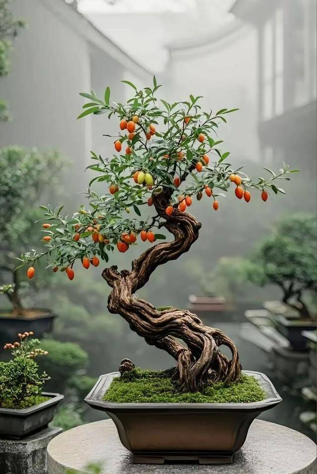 盆栽枸杞种植方法
