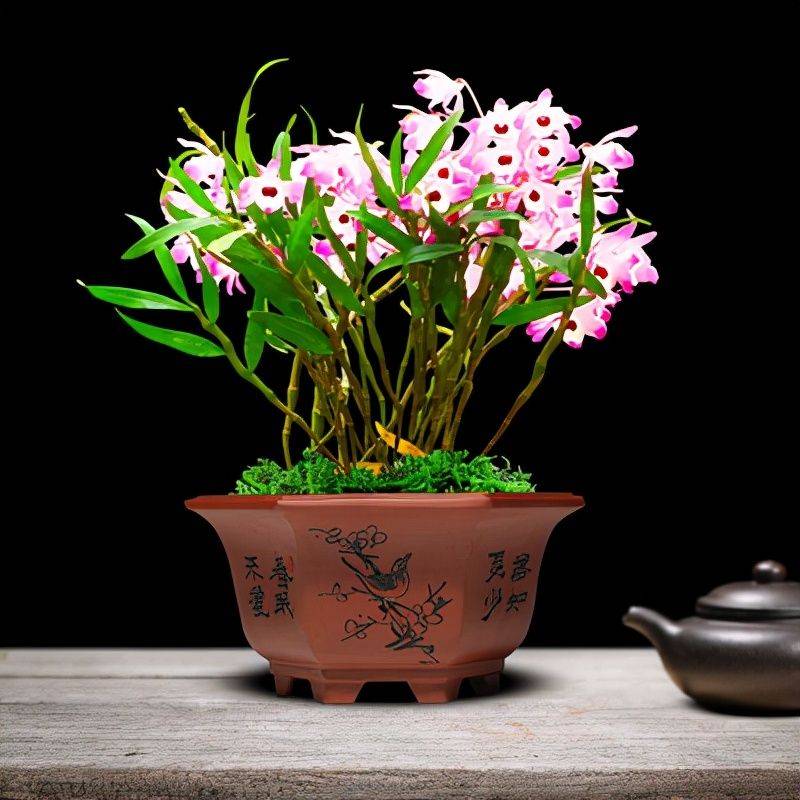 盆栽枸杞种植方法