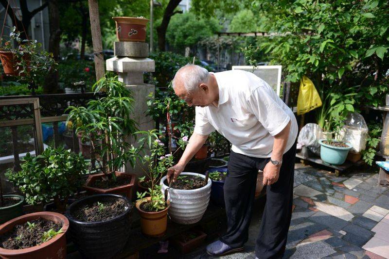 盆栽枸杞种植方法