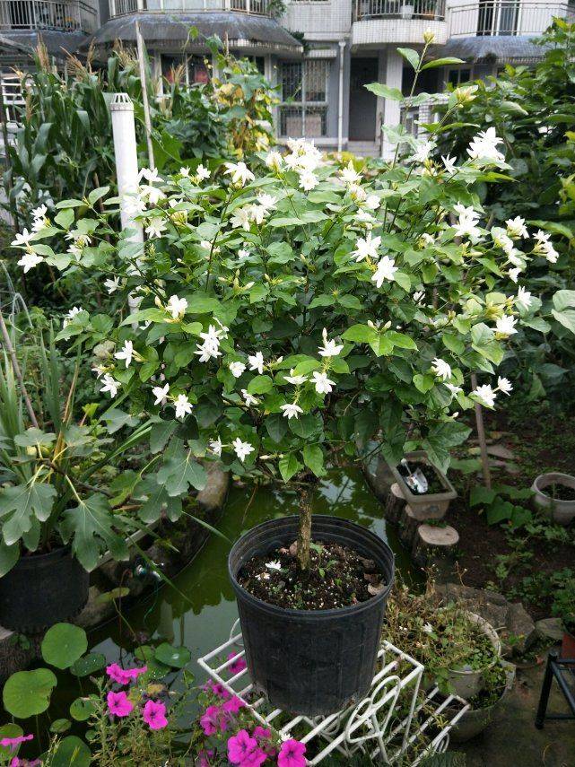盆栽枸杞种植方法