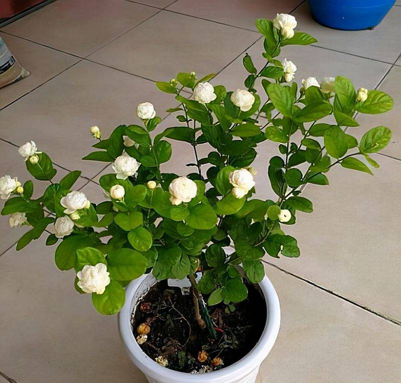 盆栽枸杞种植方法