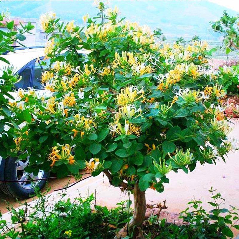 盆栽枸杞种植方法