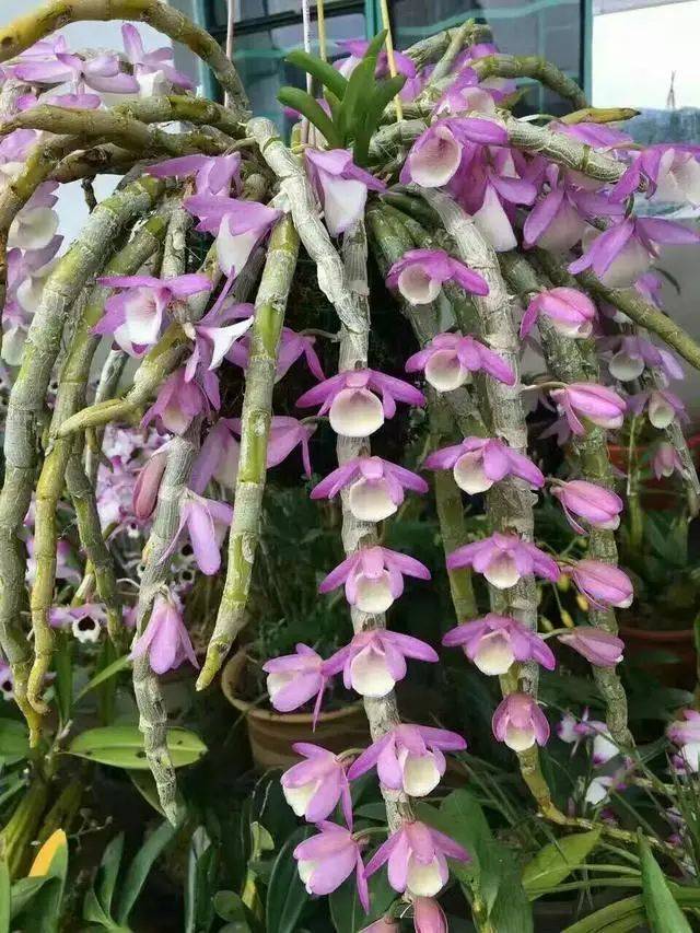 盆栽枸杞种植方法