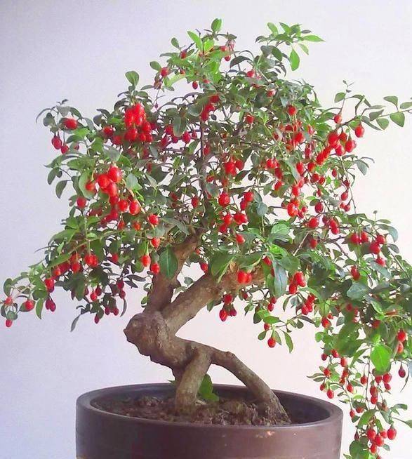 盆栽枸杞种植方法