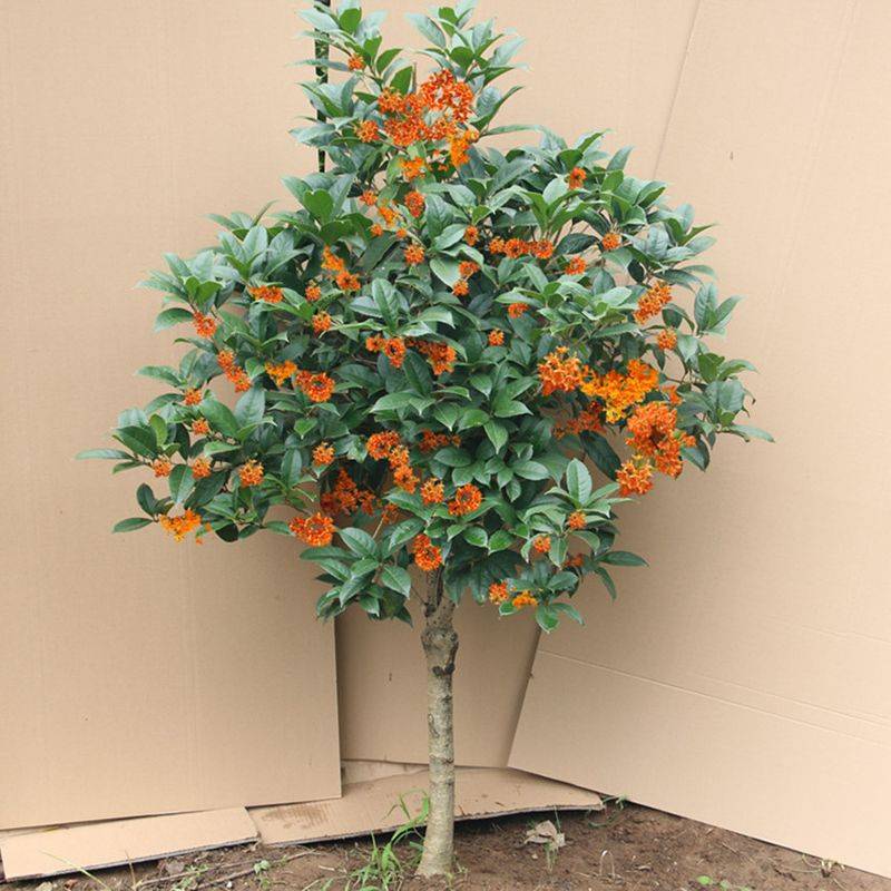 盆栽枸杞种植方法