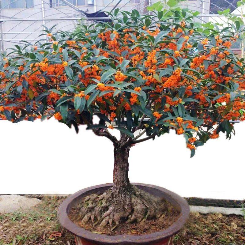 盆栽枸杞种植方法