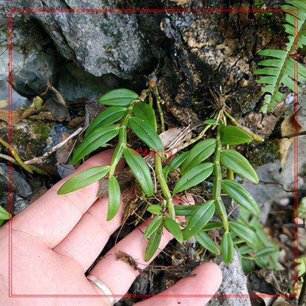 盆栽枸杞种植方法