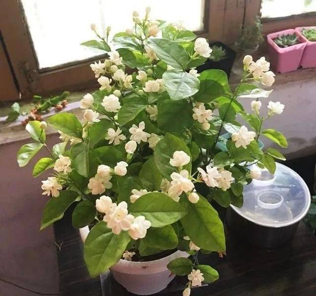 盆栽枸杞种植方法