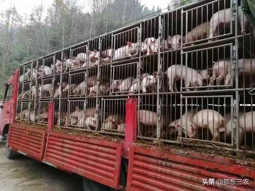 养猪行情预测