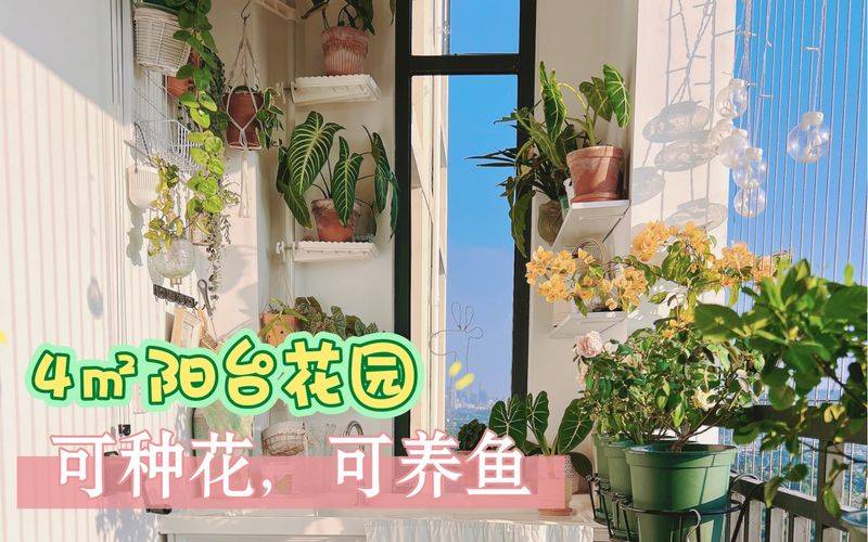 人参果,娃娃水果树种植技术