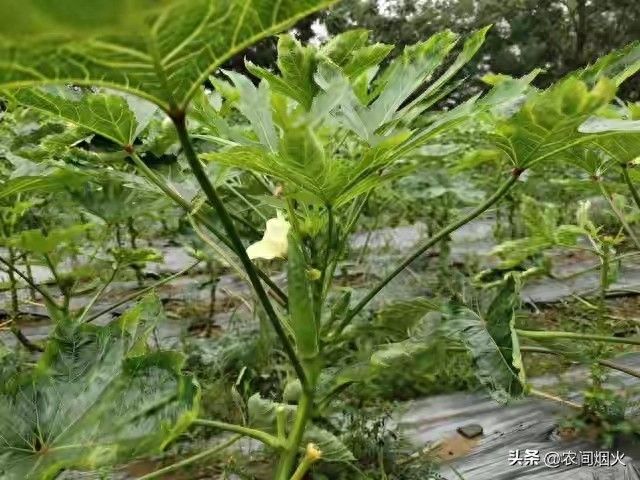 黄秋葵的种植技术