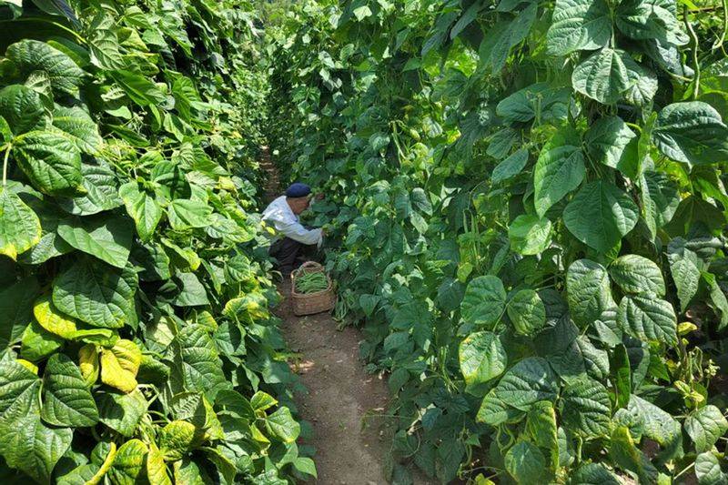架豆王种植技术视频