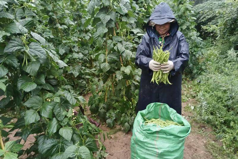 架豆王种植技术视频