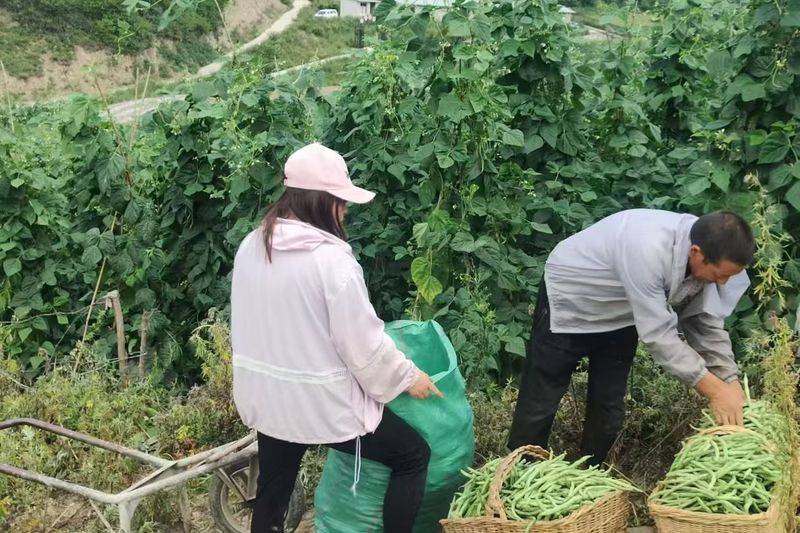 架豆王种植技术视频