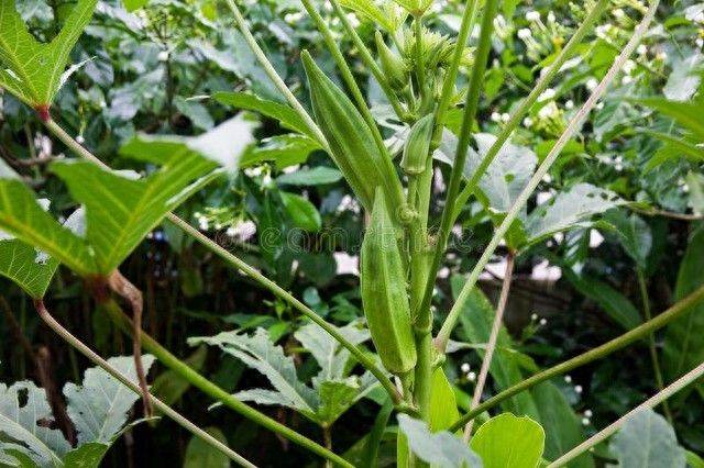 黄秋葵的种植技术