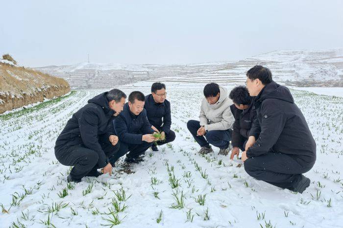 油菜种植方法