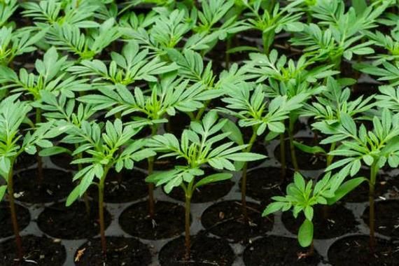 南非万寿菊的种植方法