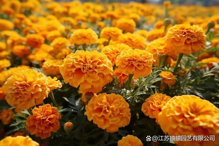 南非万寿菊的种植方法