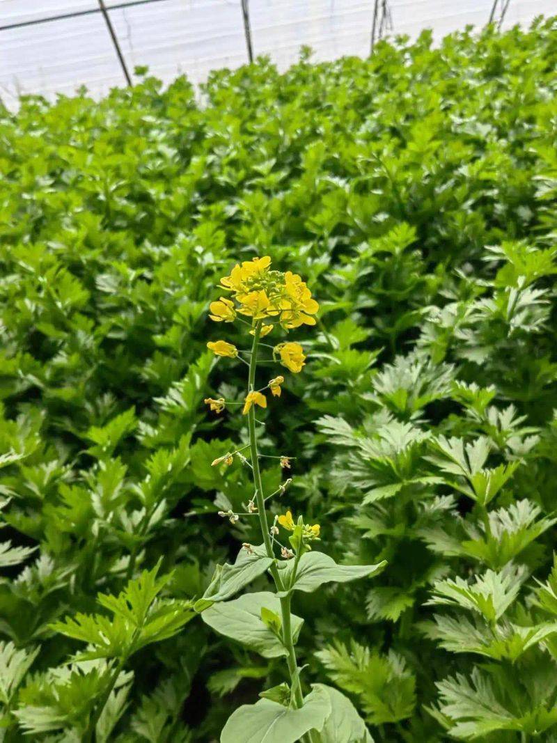 温室大棚种植蔬菜