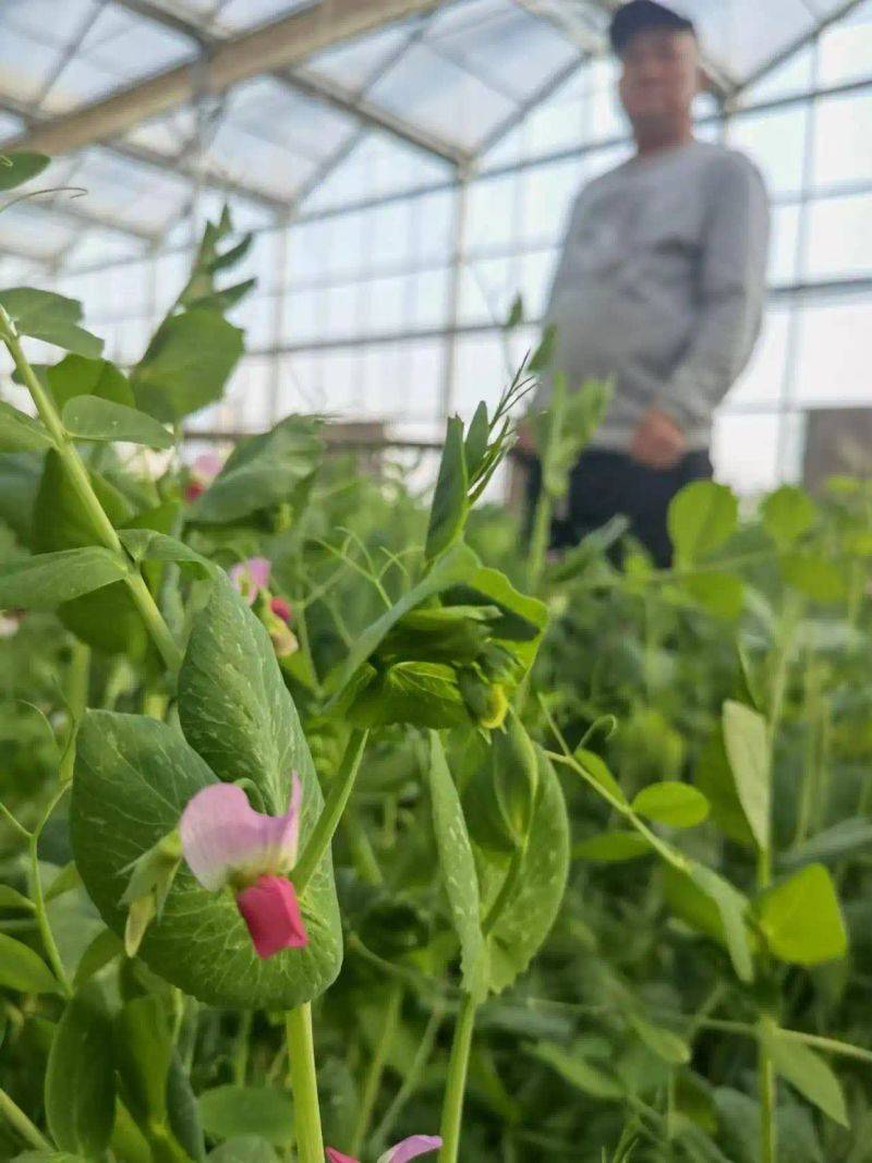 温室大棚种植蔬菜