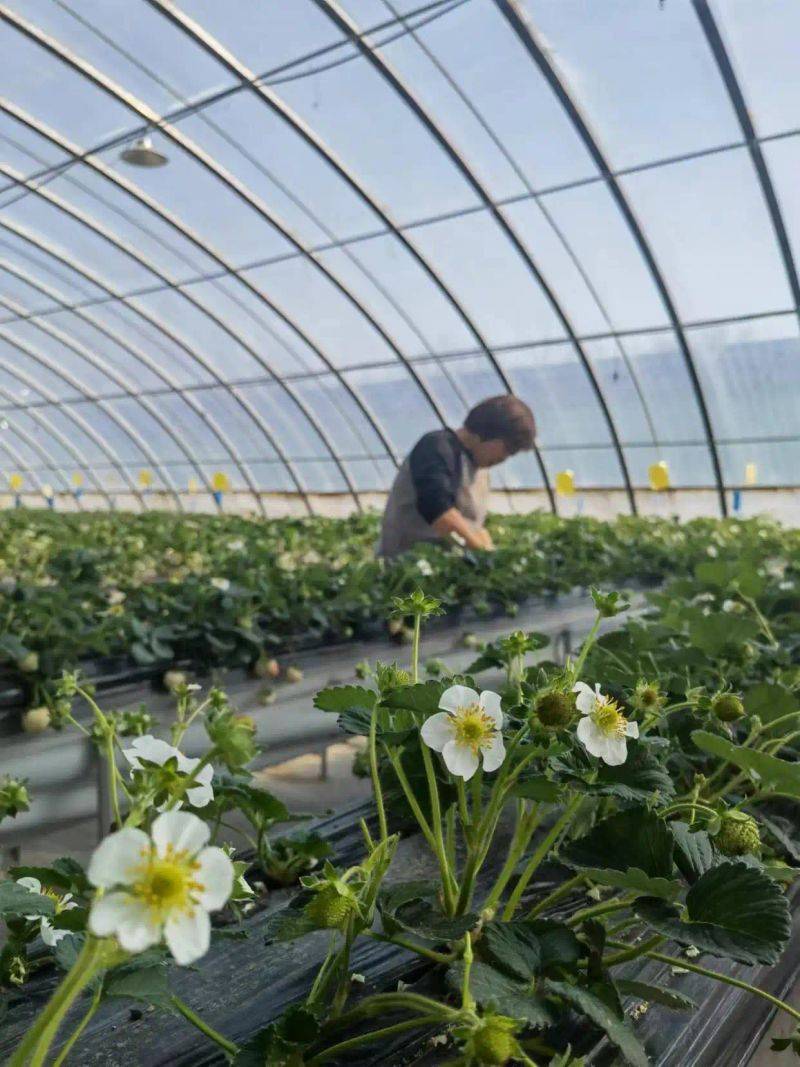 温室大棚种植蔬菜