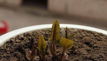 牡丹种子的种植方法