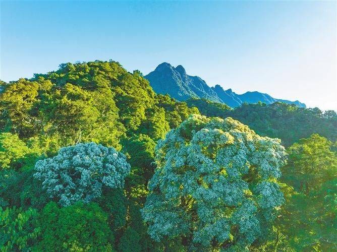 海南黄花梨种植方法
