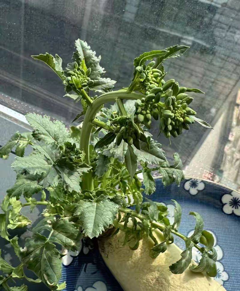 水果青萝卜种植