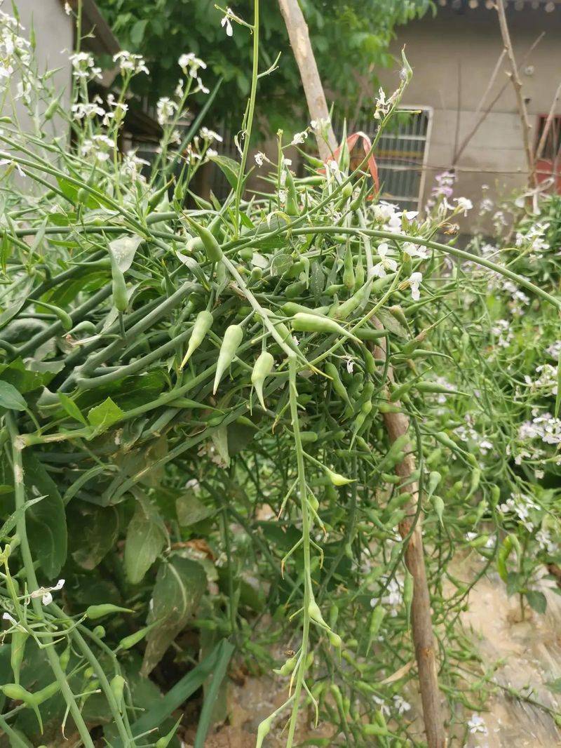 水果青萝卜种植
