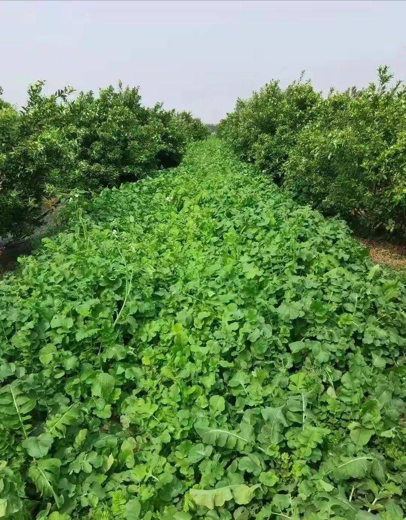 水果青萝卜种植