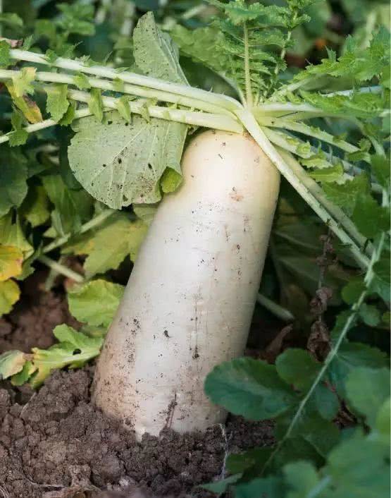 水果青萝卜种植