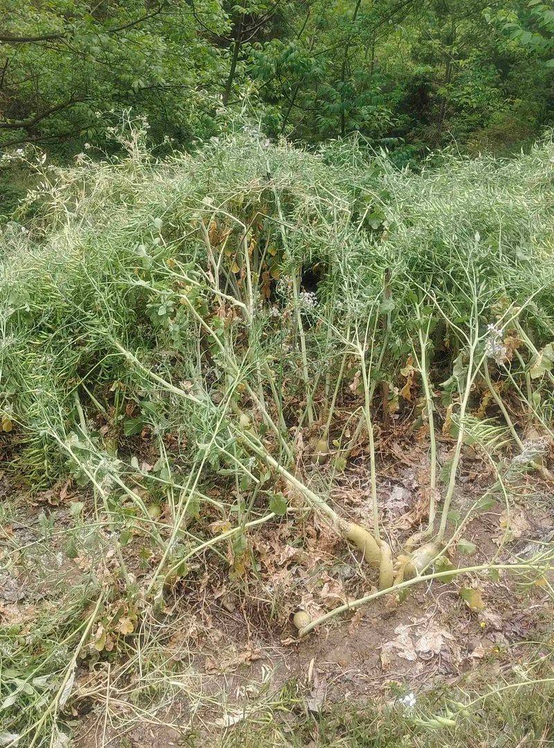 水果青萝卜种植