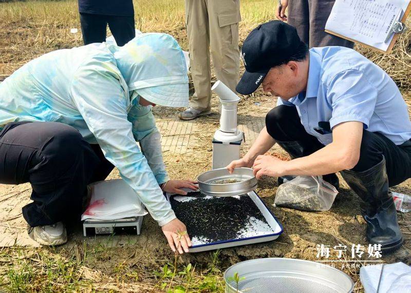 油菜种植方法
