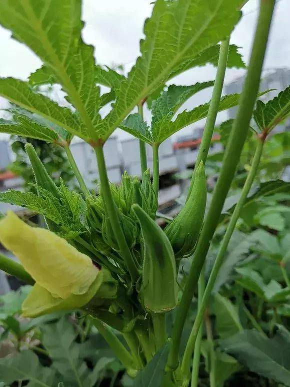 黄秋葵种植时间和方法