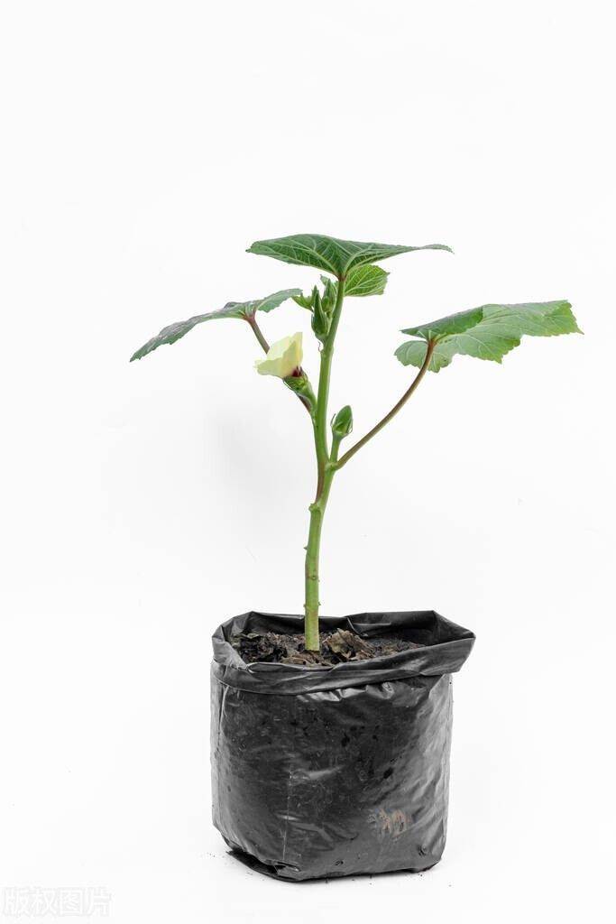 黄秋葵种植时间和方法