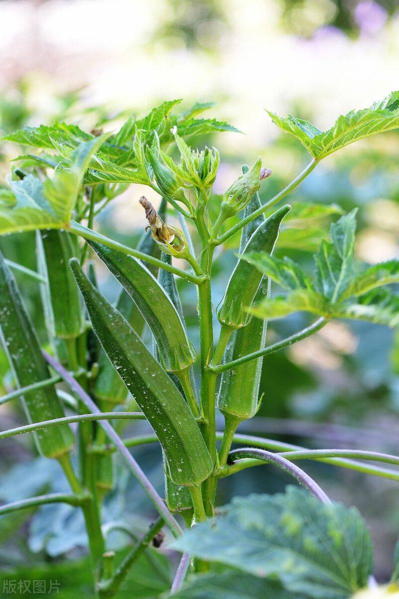 黄秋葵种植时间和方法