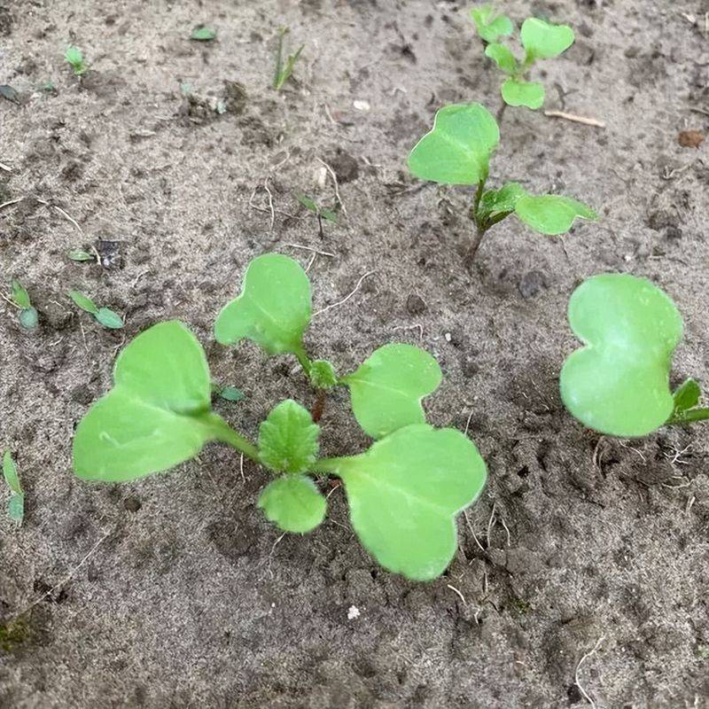 黄秋葵种植时间和方法