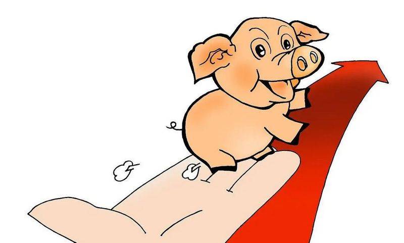 养猪行情预测