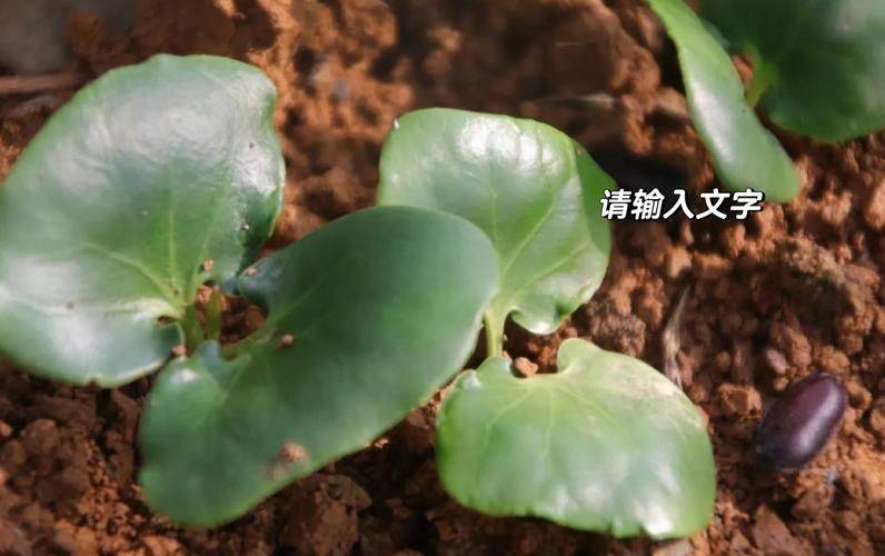 牡丹种子的种植方法