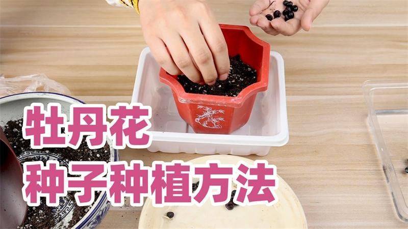 牡丹种子的种植方法